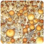 Псилоцибиновые (галлюциногенные)  грибы Psilocybin "Golden Teacher" в Усть-Катаве