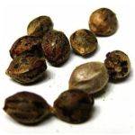Семена марихуаны АК-47  (Seeds AK-47) в Усть-Катаве